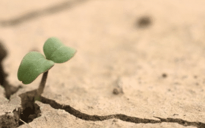 3 Climate Week 2024 Takeaways for SMEs