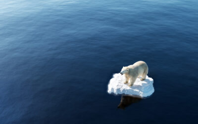 In the News: COP27