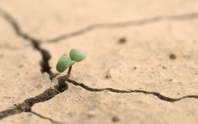 How Climate Risk Affects Business Organizations