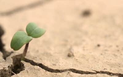 3 Climate Week 2024 Takeaways for SMEs