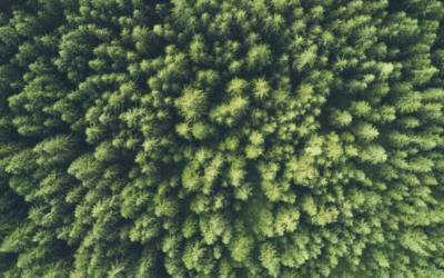 ESG and the Power of the Consumer